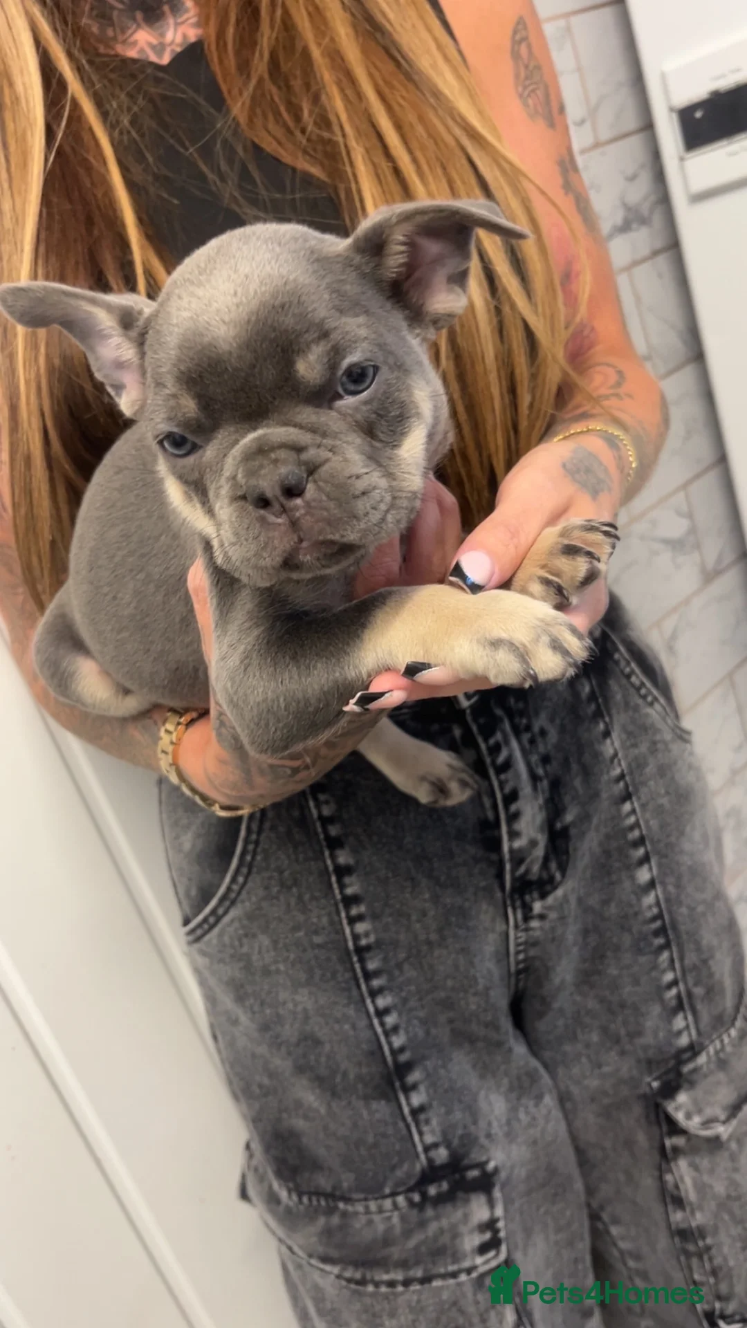French Bulldog dogs for sale: Beautiful French bulldog puppies  in Rotherham - Advert 5