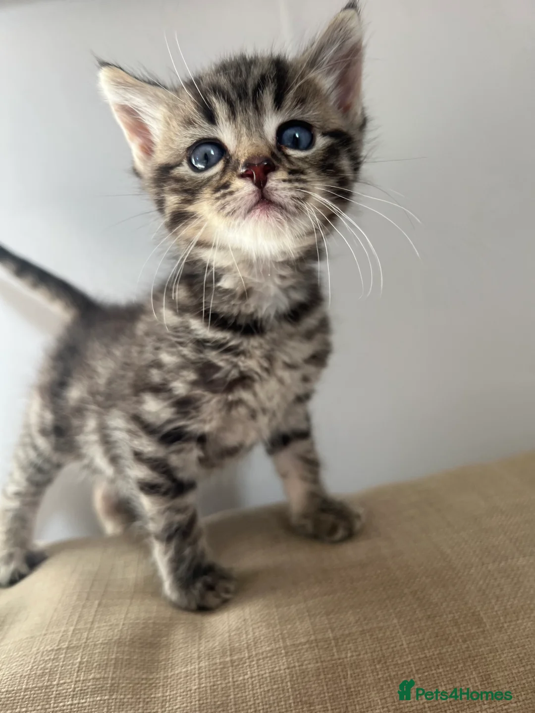 Maine Coon cats for sale: Two Beautiful Male Kittens - Advert 6