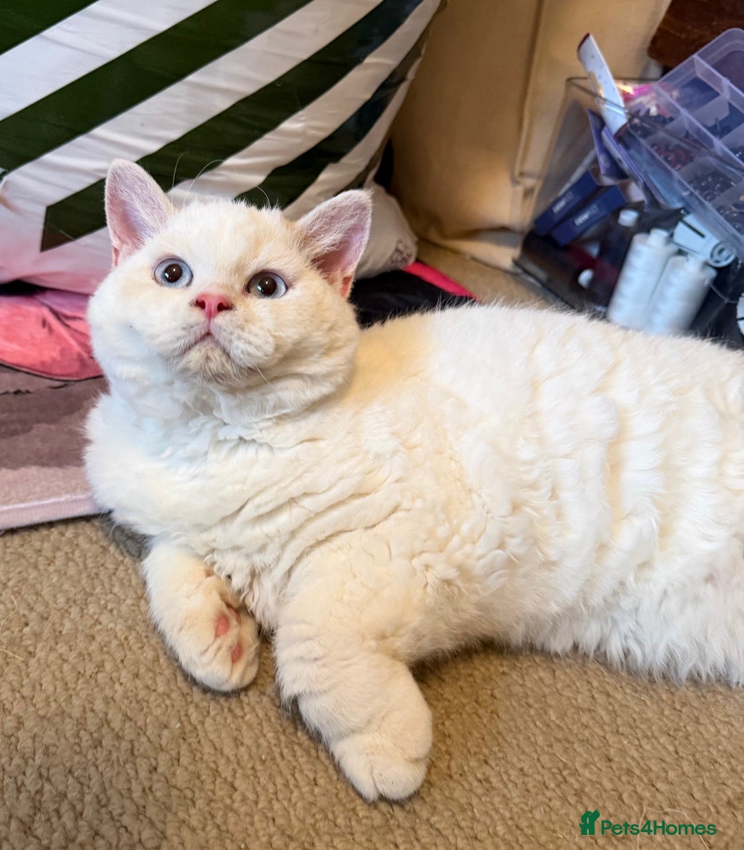 Selkirk Rex cats for sale: One Gorgeous Selkirk Rex Boy Ready to go - Advert 1