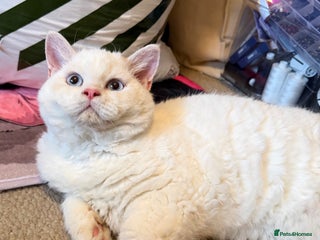 Selkirk Rex cats One Gorgeous Selkirk Rex Boy Ready to go - Advert 4