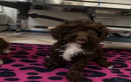 Cockapoo dogs for sale: Cockapoos ready now  - Image 17