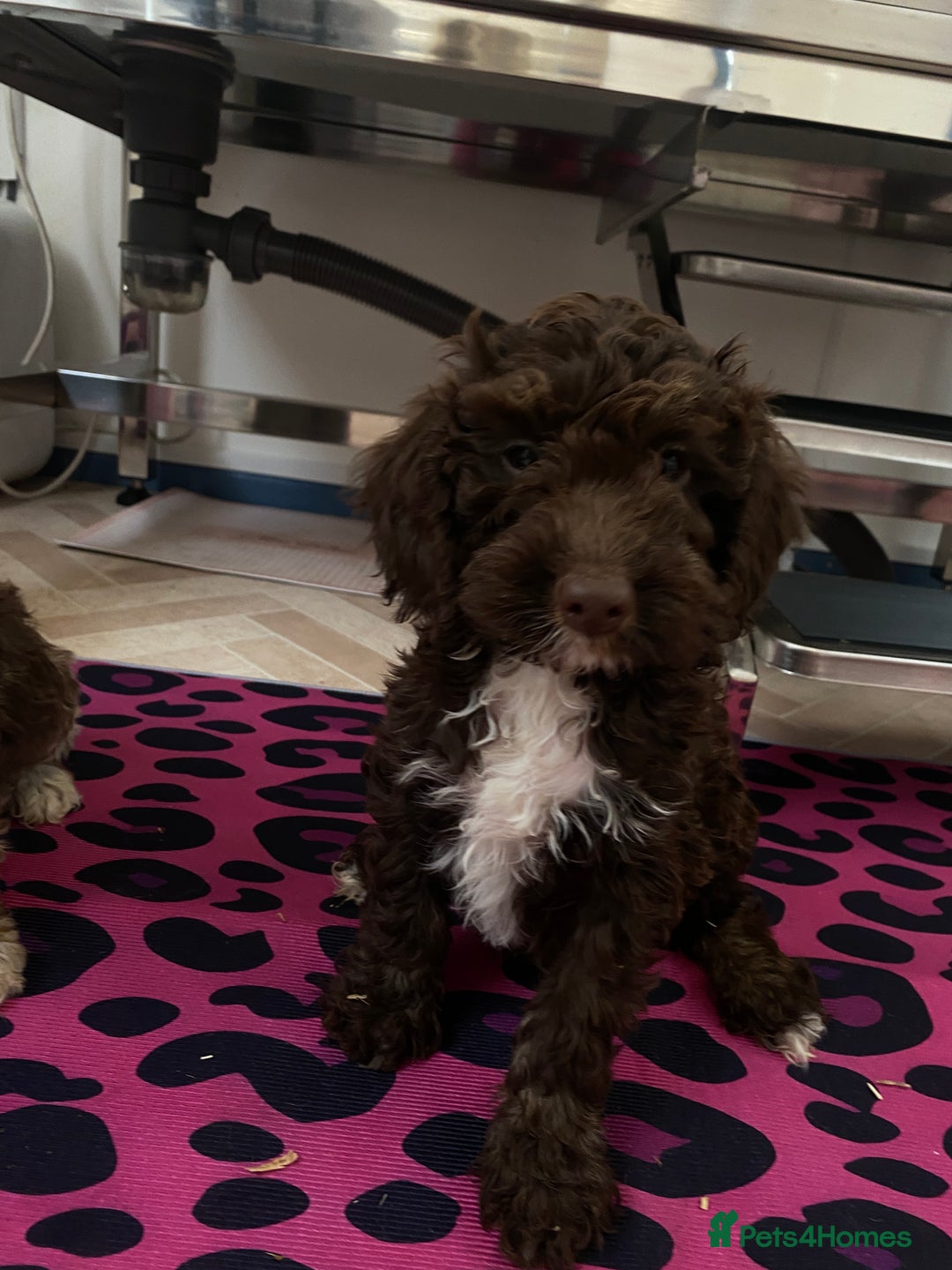 Cockapoo dogs for sale: Cockapoos ready now  - Image 17