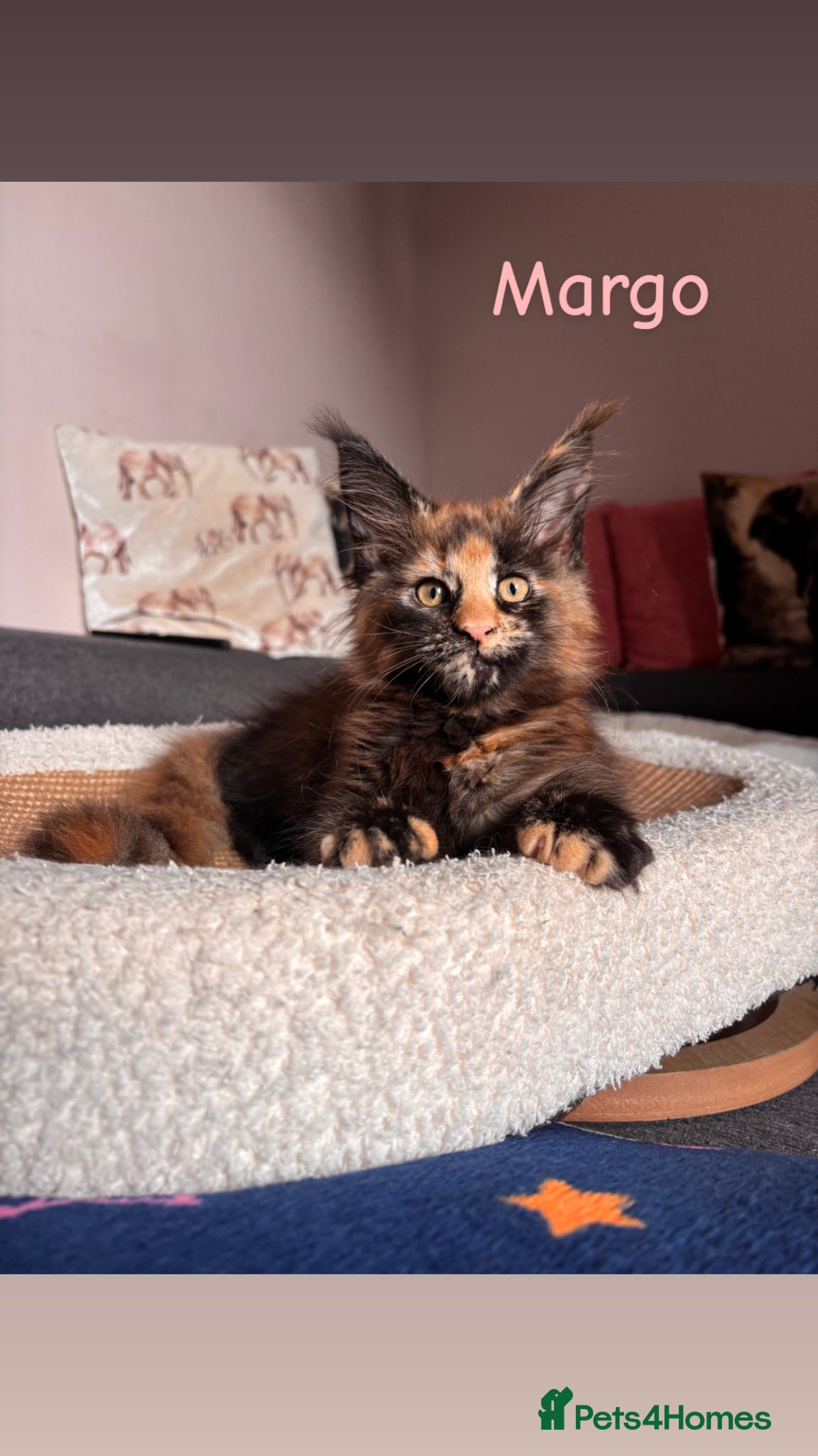 Maine Coon cats ✨GCCF Pure bred MaineCoon Kittens.  - Advert 4