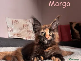 Maine Coon cats ✨GCCF Pure bred MaineCoon Kittens. - Advert 4