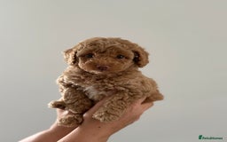Cavapoo dogs for sale: Adorable Cavapoo Puppies – Ready for Loving Homes - Image 20
