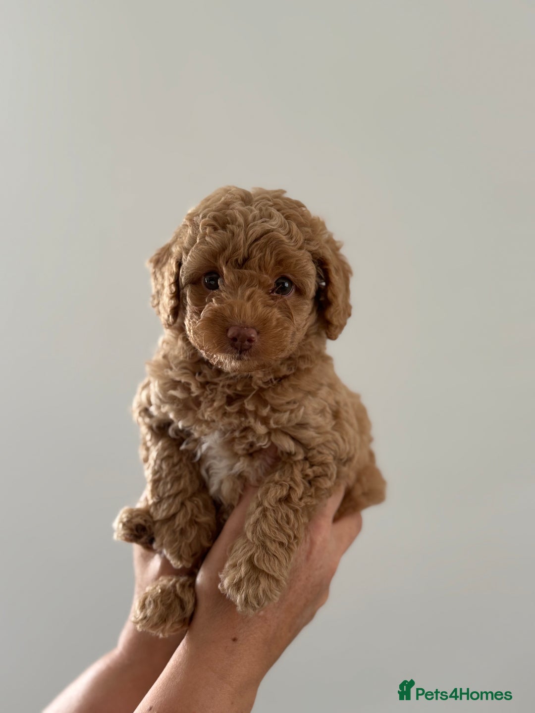 Cavapoo dogs for sale: Adorable Cavapoo Puppies – Ready for Loving Homes - Image 20