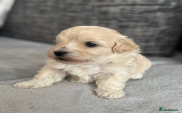 Mixed Breed dogs for sale: 6 beautiful havapoo’s - Image 3