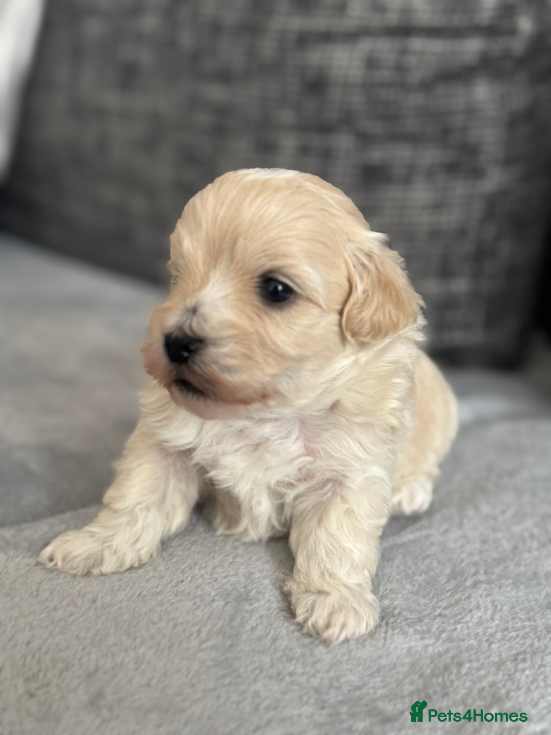 Mixed Breed dogs for sale: 6 beautiful havapoo’s - Image 3