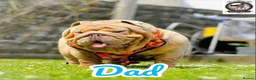 English Bulldog dogs for sale: Mr Muscles litter KC Quality English bulldogs - Advert 4