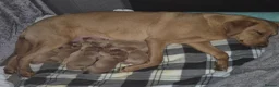 Labrador Retriever dogs for sale: 8 Fox Red Labrador Puppies in Glasgow - Advert 2