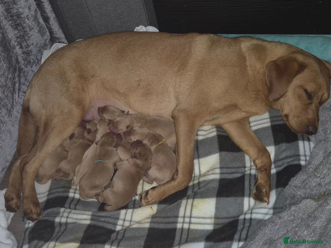 Labrador Retriever dogs for sale: 8 Fox Red Labrador Puppies in Glasgow - Advert 2