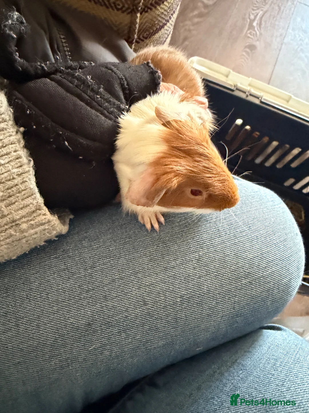 Guinea Pig rodents for sale: 5 x boars two ready now all teddy x calis - Advert 1