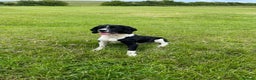 English Springer Spaniel dogs for stud: stunning black and white Springer for stud in Tewkesbury - Advert 4