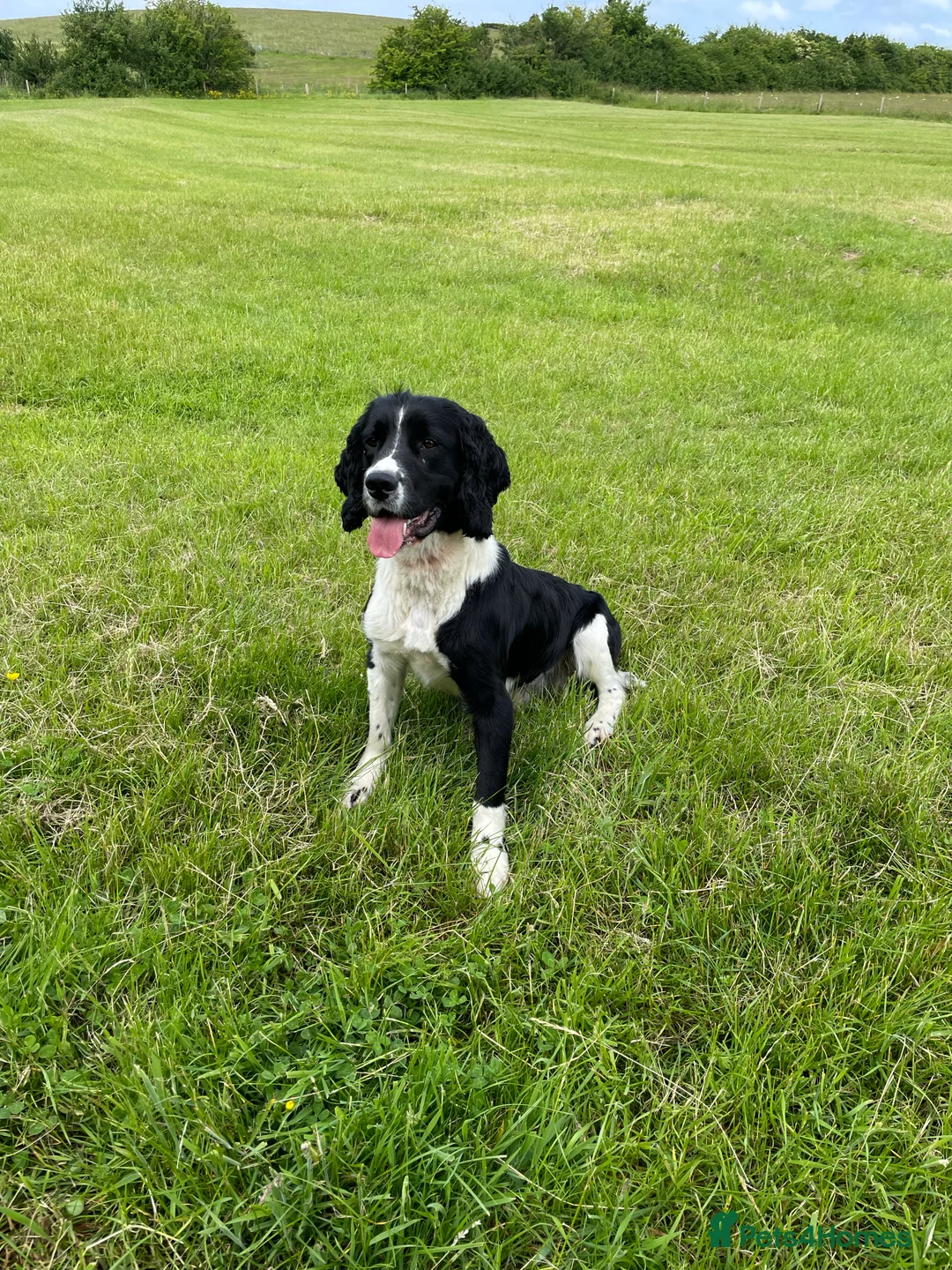 English Springer Spaniel dogs for stud: stunning black and white Springer for stud in Tewkesbury - Advert 4