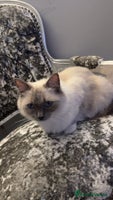 Ragdoll cats - Advert 15