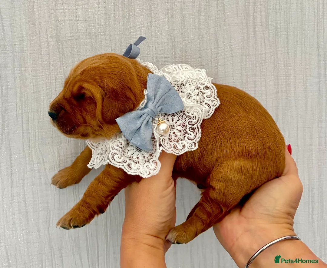 Golden Retriever dogs for sale: Gorgeous red golden retriever puppies  - Advert 9