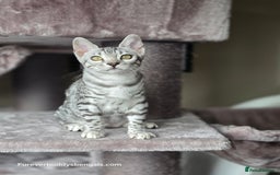 Bengal cats for sale: Bengal Kitten 2 - Outstanding Silver Rosetted Tica Bengal Kittens  - Image 11