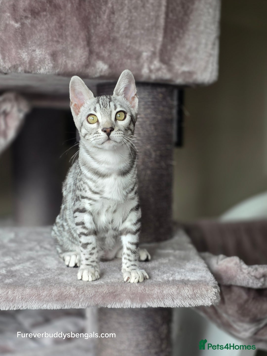 Bengal cats for sale: Bengal Kitten 2 - Outstanding Silver Rosetted Tica Bengal Kittens  - Image 11