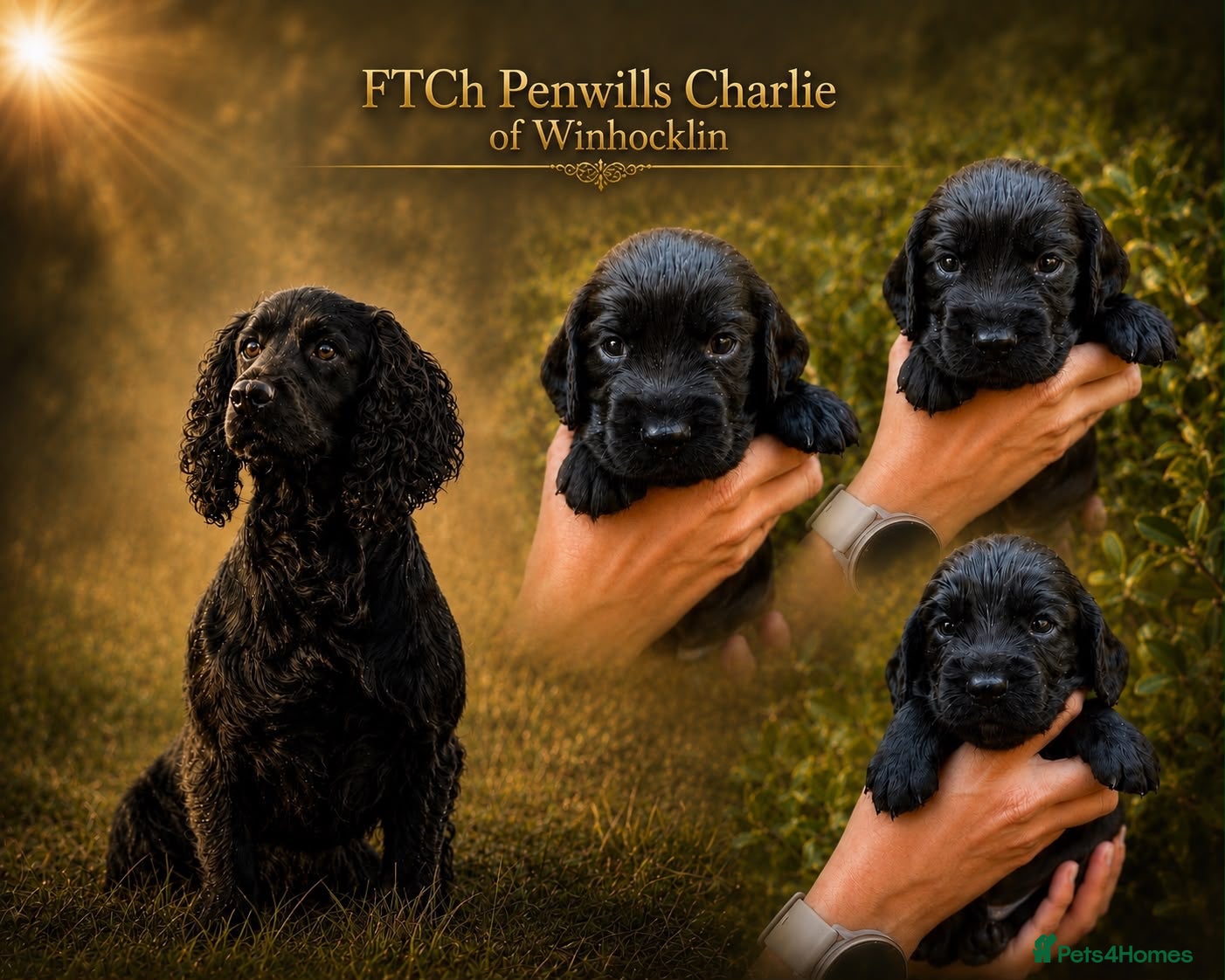 Cocker Spaniel dogs Female KC Cocker Spaniel (Ready to leave) - Advert 16