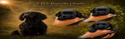 Cocker Spaniel dogs for sale: Female KC Cocker Spaniel (Ready to leave) - Advert 1