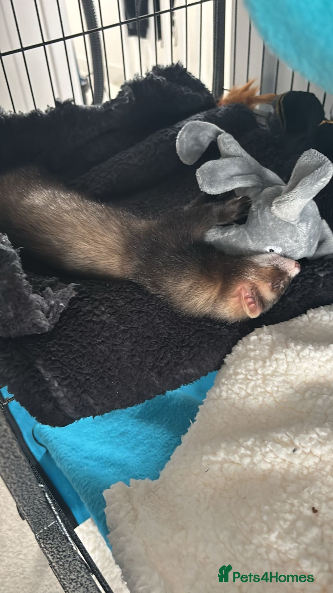Ferret rodents for sale: Male ferret - Advert 5
