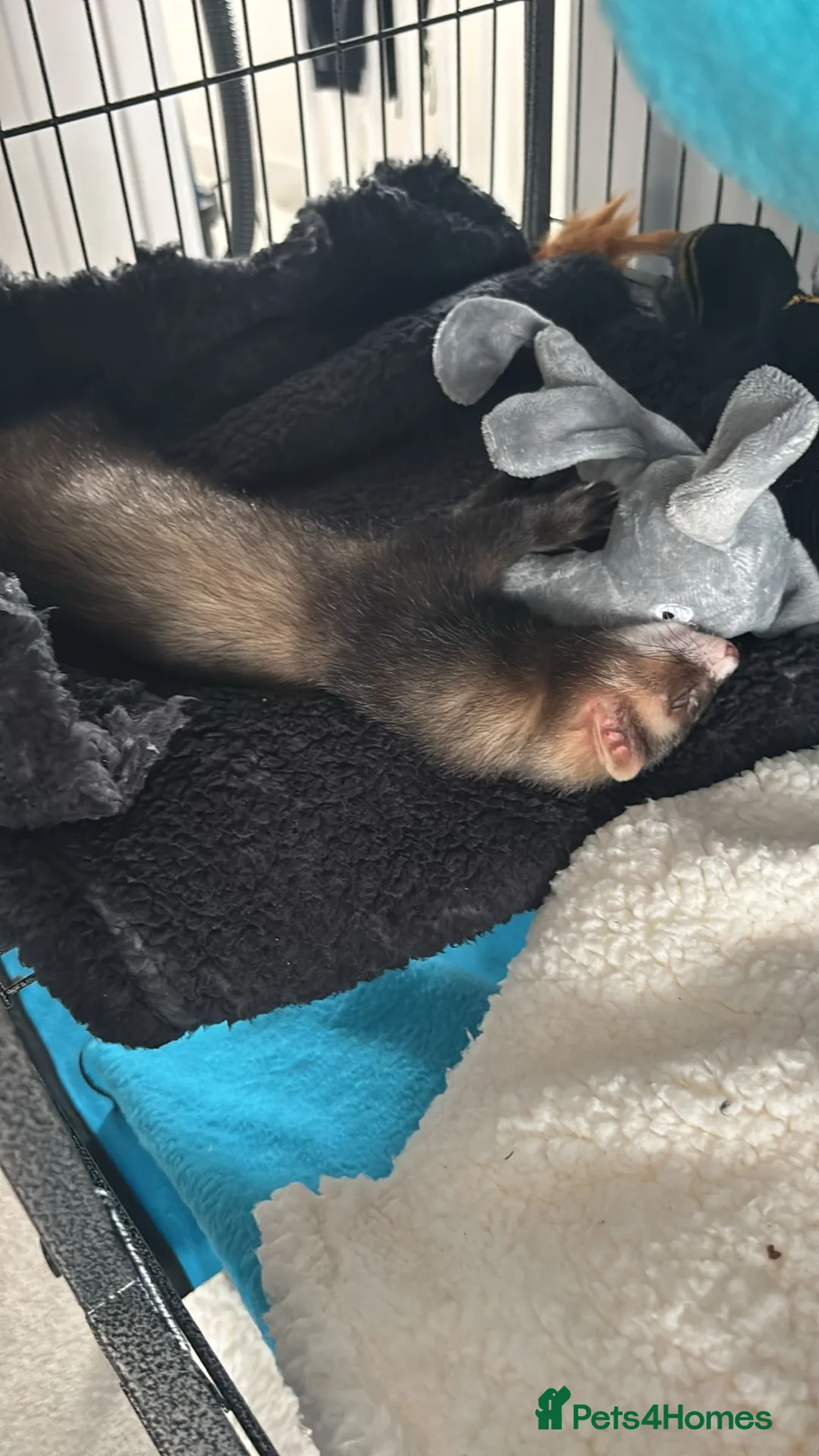 Ferret rodents for sale: Male ferret - Advert 5