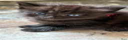 Mixed Breed cats for sale: Five beautiful kittens  - Advert 32