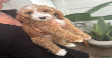 Australian Labradoodle dogs in Corby - Advert 12