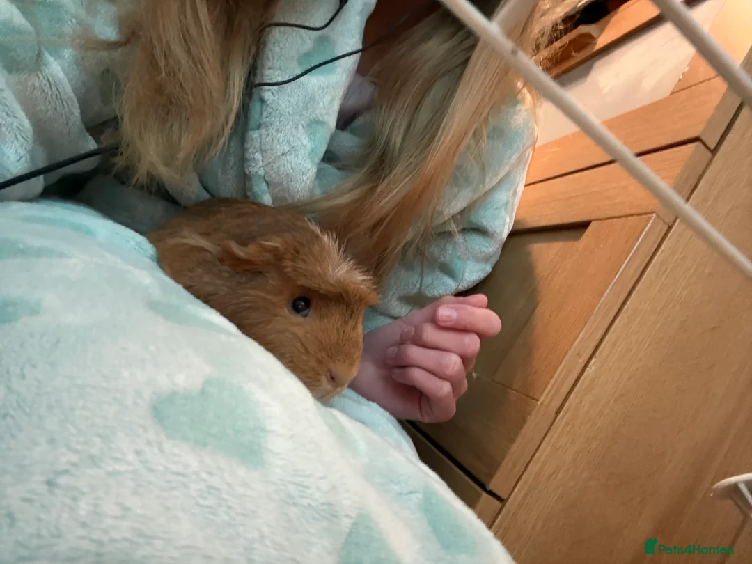 Guinea Pig rodents for sale: 4 Female Guinea Pigs - Advert 6