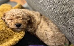 Cockapoo dogs for sale: Cockapoo puppies for sale central scotland - Image 6