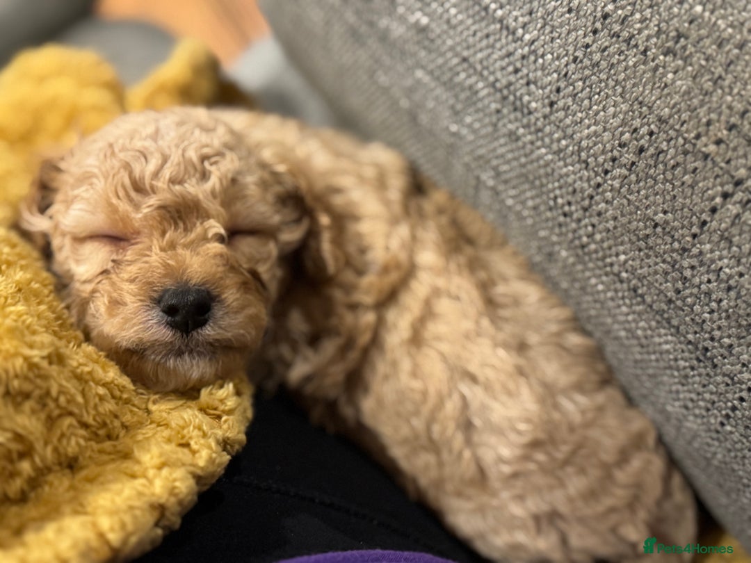Cockapoo dogs for sale: Cockapoo puppies for sale central scotland - Image 6