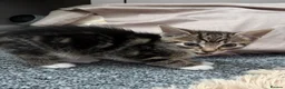 Mixed Breed cats for sale: Kittens for sale  - Advert 3