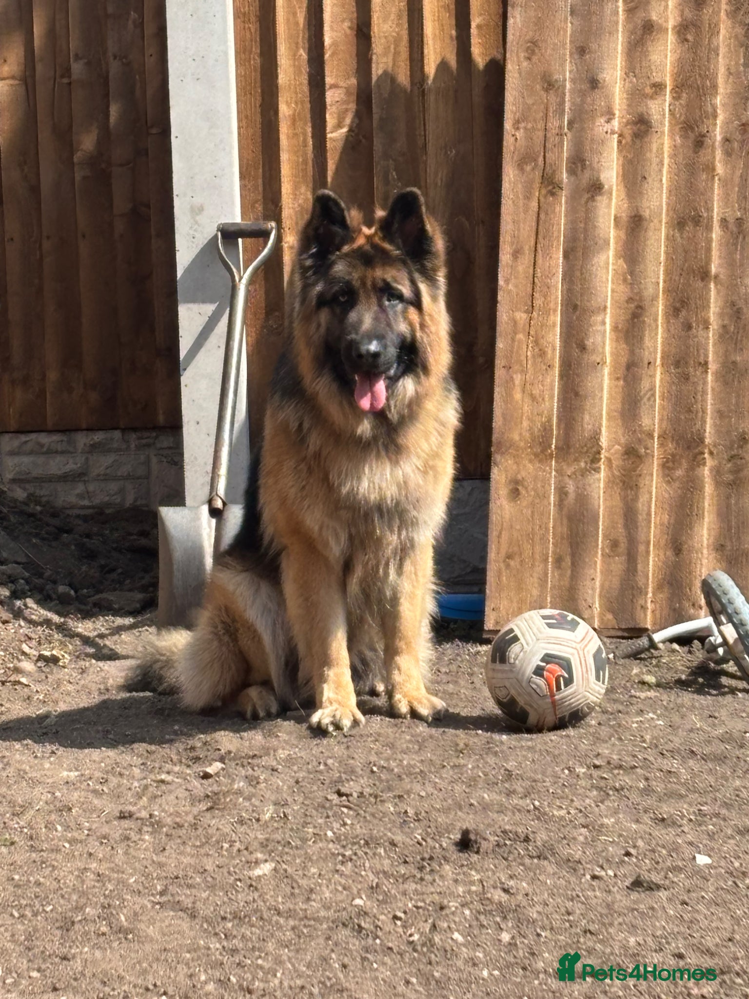 German Shepherd dogs for sale: German Shepard  in Manchester - Advert 2