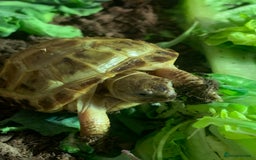 Tortoise reptiles for sale: Various Tortoises - Image 4