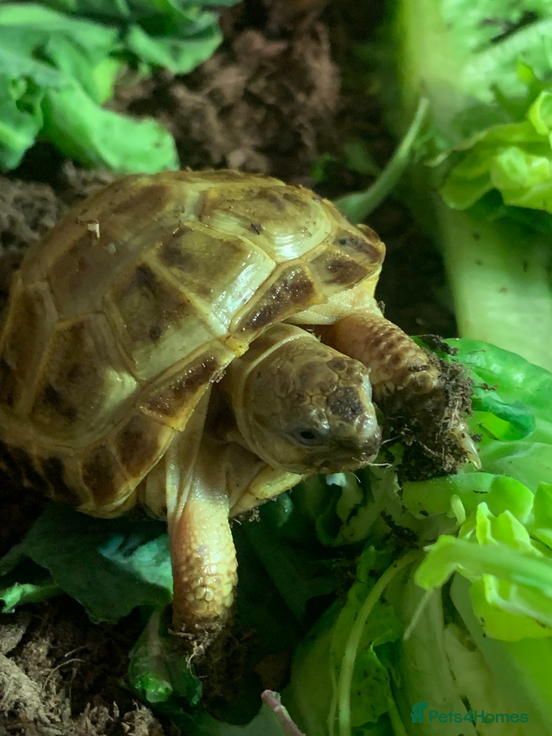 Tortoise reptiles for sale: Various Tortoises - Image 4