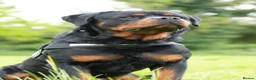 Rottweiler dogs for stud: PICASSO VOM WIESENTAL — Premium Rottweiler - Advert 4