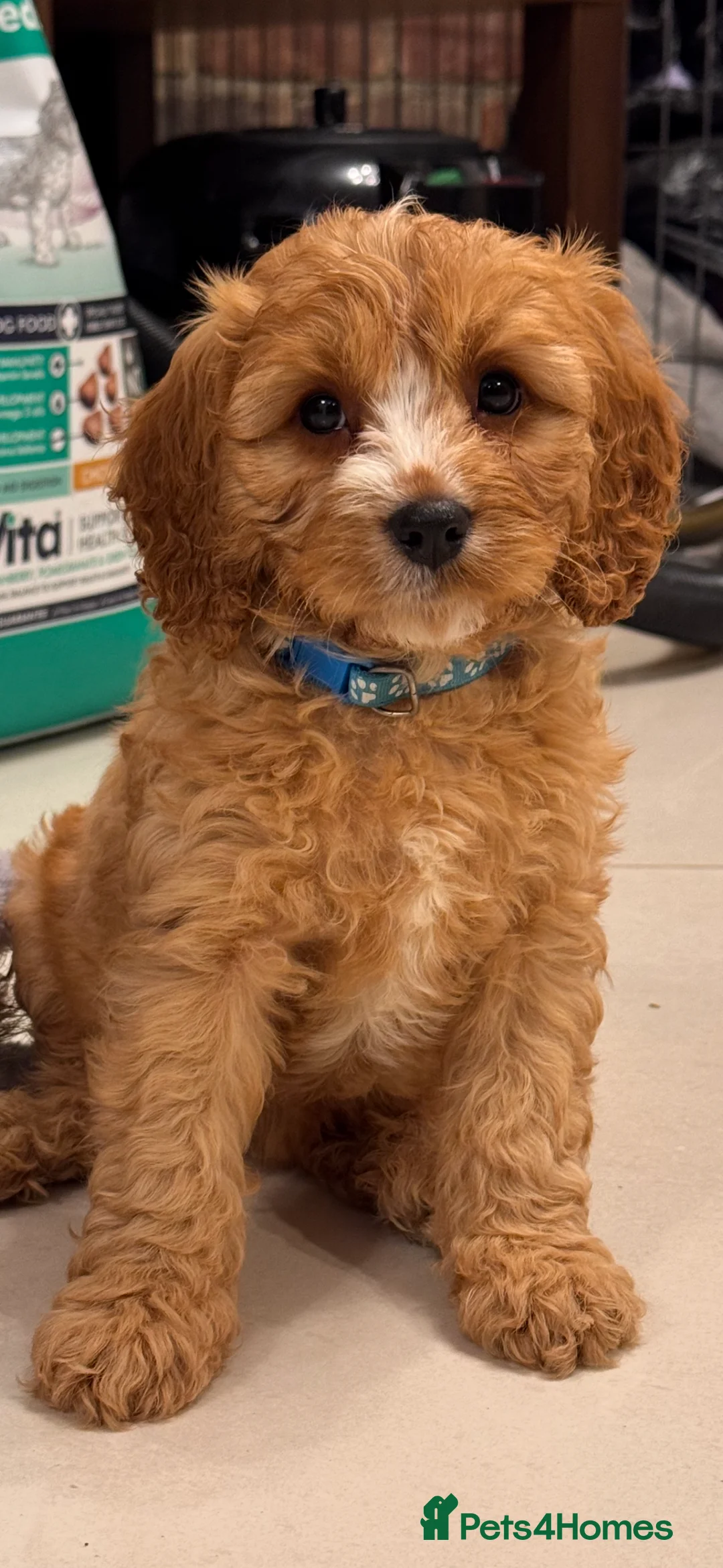 Cavapoo dogs for sale: Cavapoo Puppies (F1) -Perfect Family Companions - Advert 4