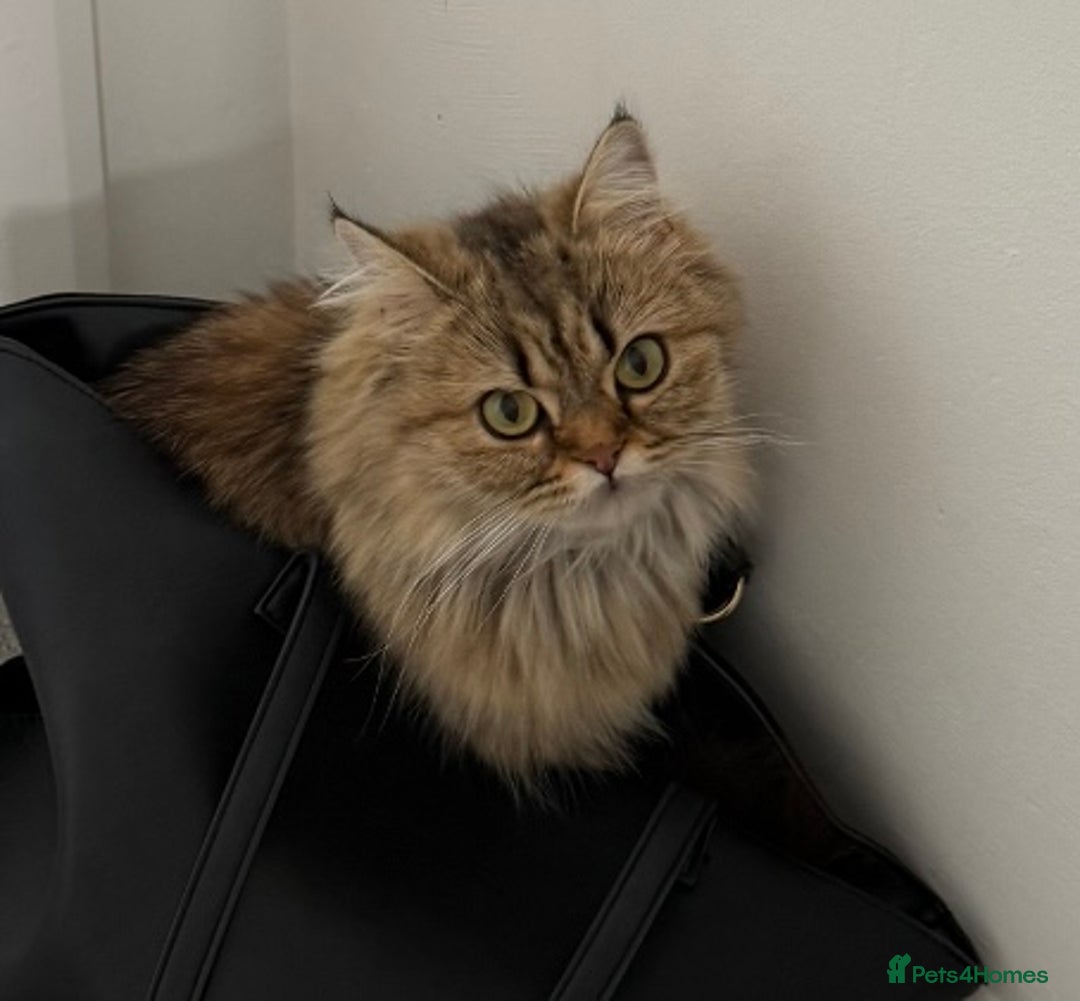 British Longhair cats for sale: British longhair X British Blue - Image 8