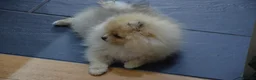 Pomeranian dogs for sale: Bentley – Beautiful Silver-Toned Pomeranian Boy 🐾 - Advert 23
