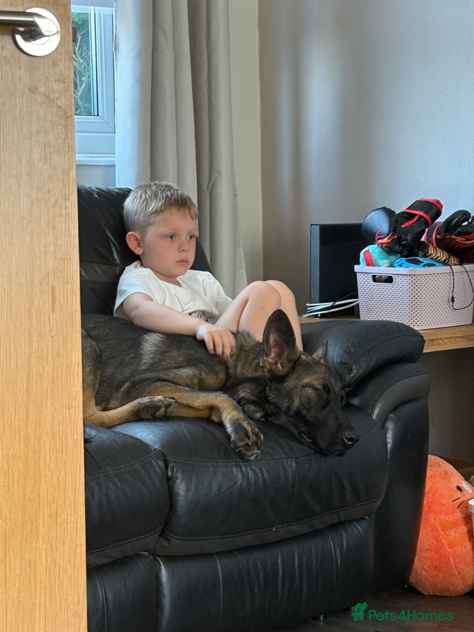 German Shepherd dogs for sale: Simba - Advert 3