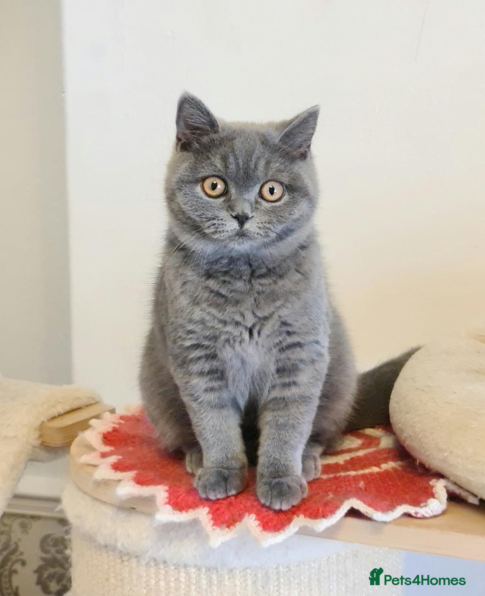 British Shorthair cats Ready Now GCCF BSH girls 💝 - Advert 2