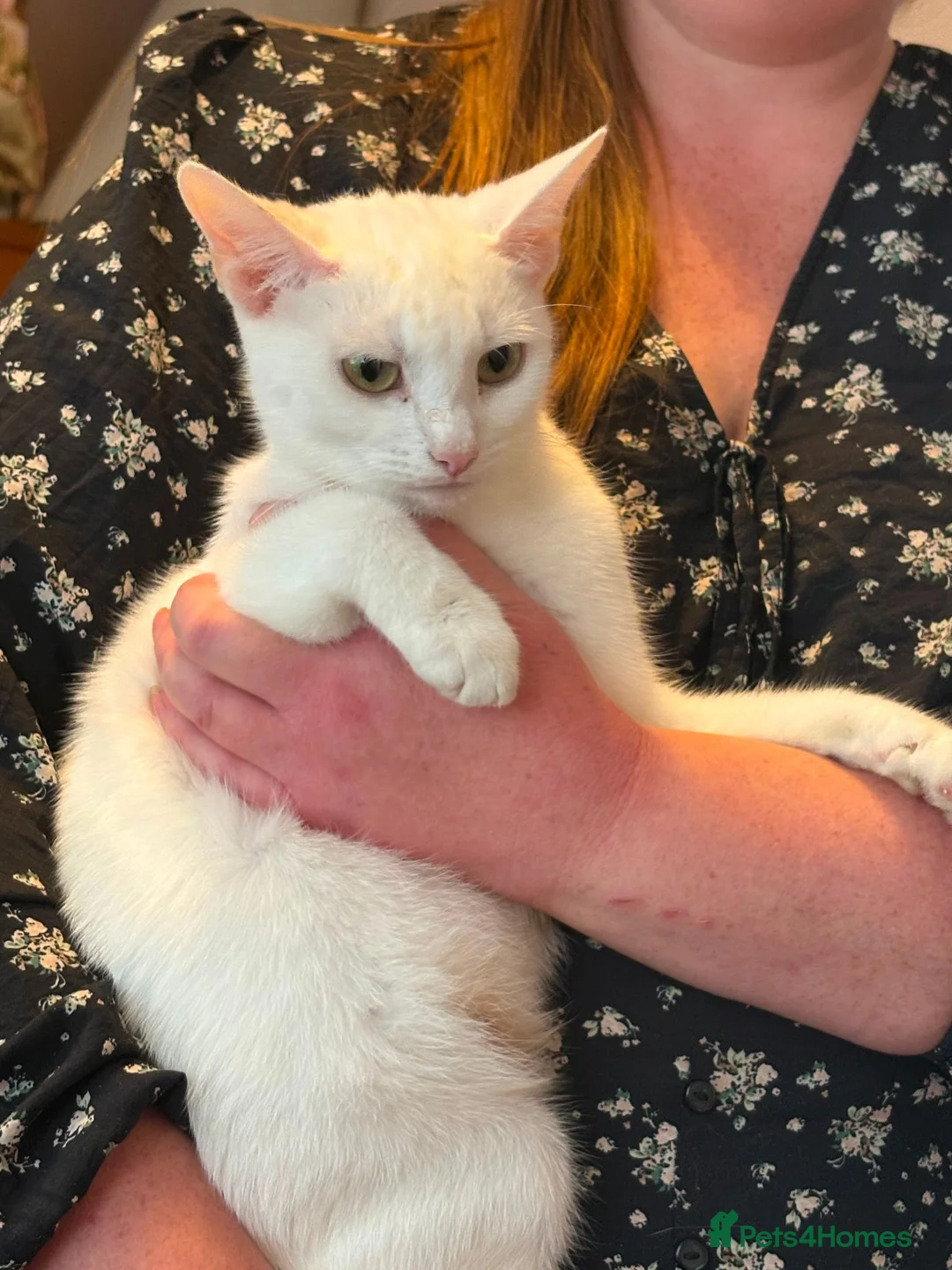 Mixed Breed cats for sale: Litter of 6 beautiful kittens - Advert 1