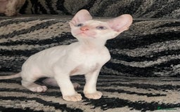 Cornish Rex cats for sale: Stunning ready to leave now Cornish Rex Female  - Image 9