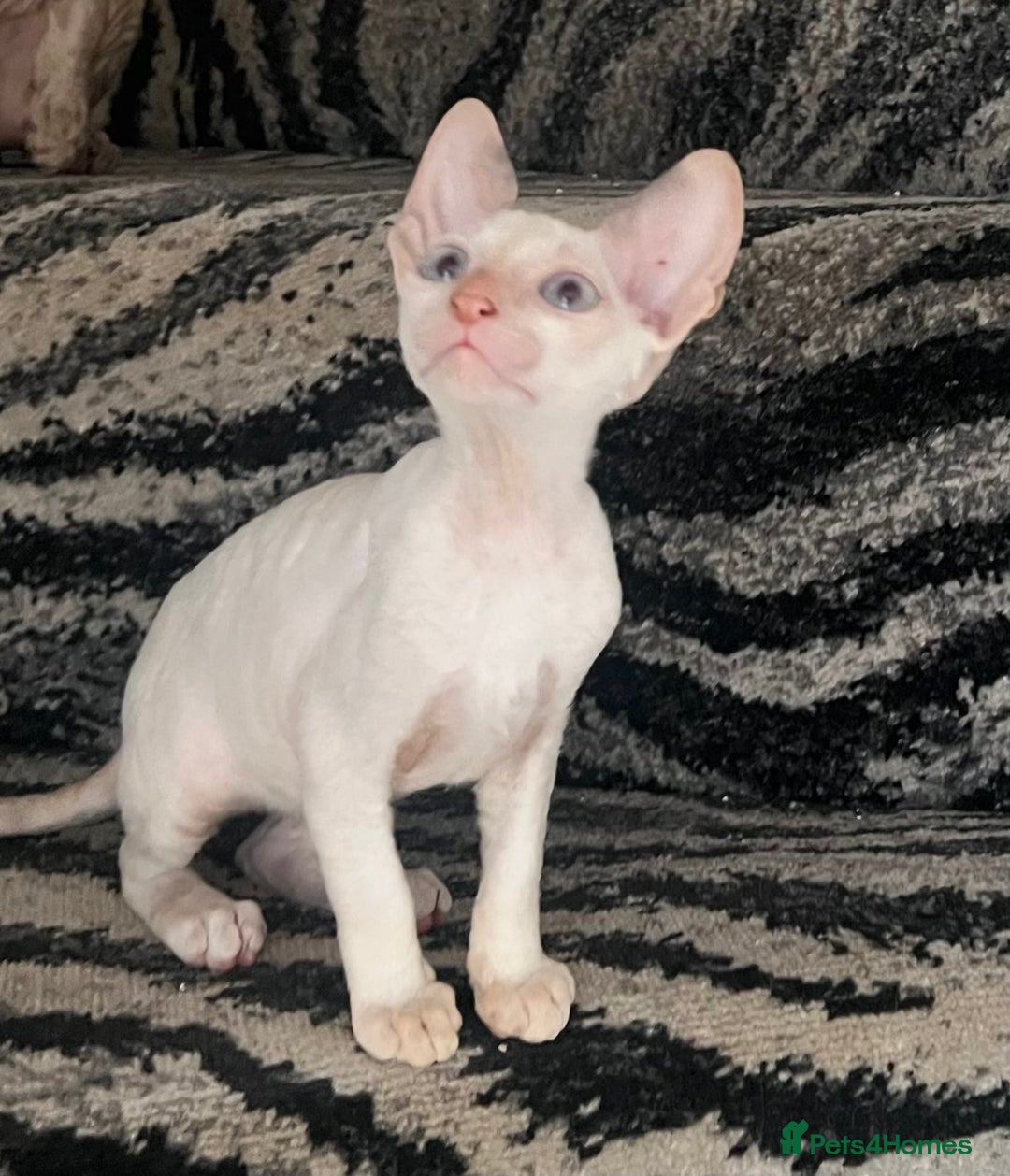 Cornish Rex cats for sale: Stunning ready to leave now Cornish Rex Female  - Image 9