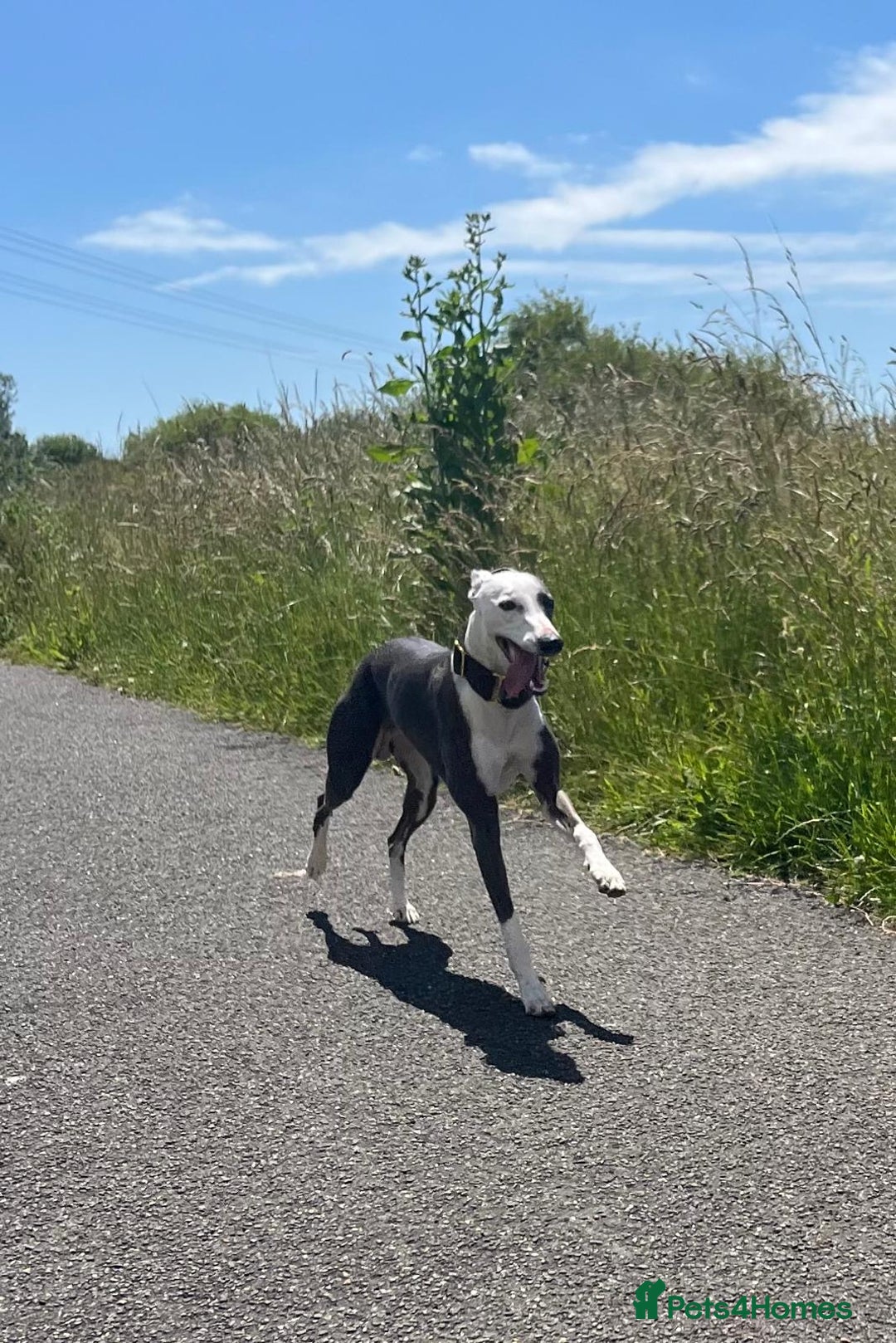 Whippet dogs for stud: Whippet For Stud in Eastbourne - Advert 12