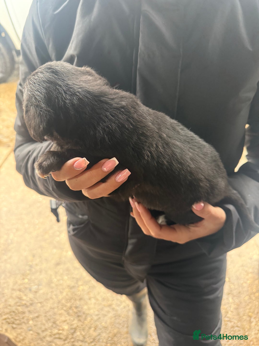 Whippet dogs for sale: Bedlington whippet puppies  - Advert 15