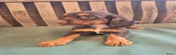 Cocker Spaniel dogs for sale: Kc reg cocker spaniel pups - Advert 13