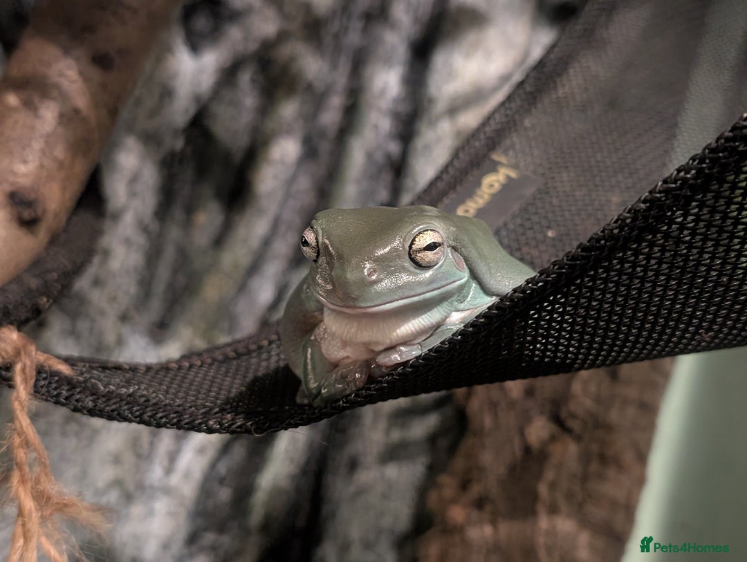 Frog reptiles for sale: Whites Tree Frogs x3 and Set-up - Image 6