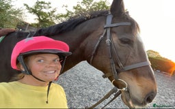 Irish Thoroughbred horses for sale: 16H TB Mare ex Racer excellent manners 16 years  - Image 4