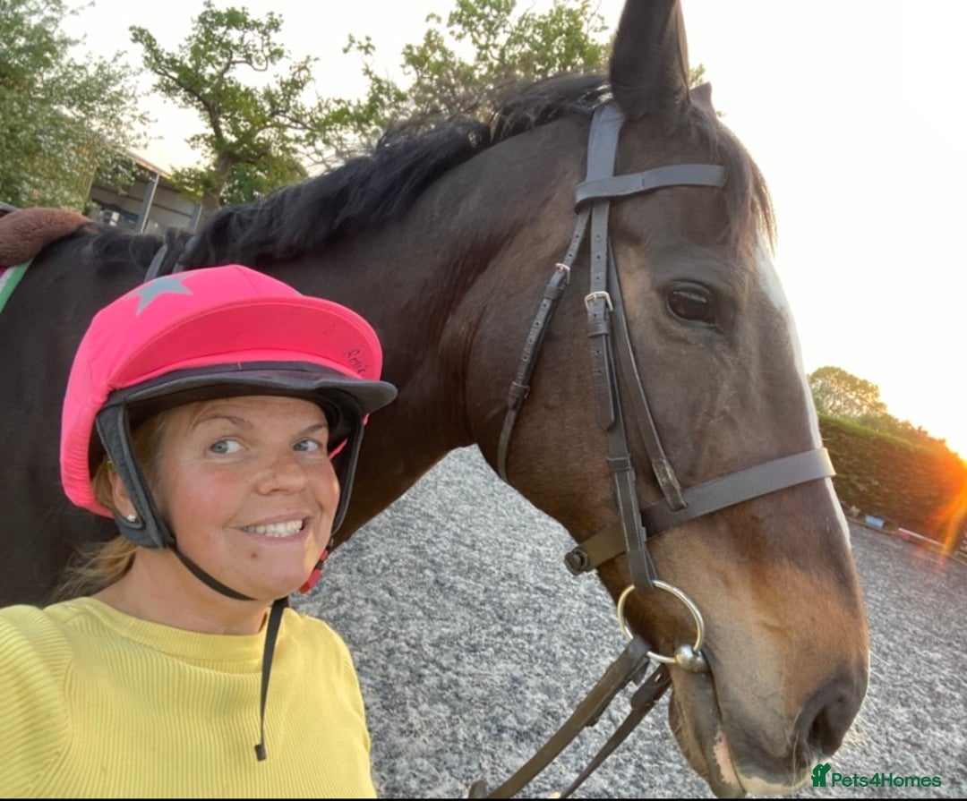 Irish Thoroughbred horses for sale: 16H TB Mare ex Racer excellent manners 16 years  - Image 4